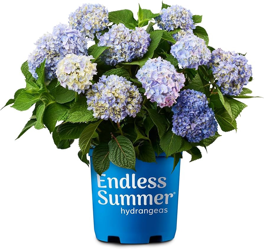 Endless Summer Original Hydrangea, 1 Gal, Blue | Amazon (US)