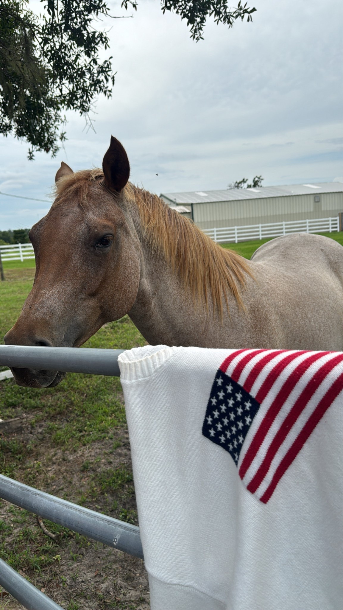 USA flag sweater🇺🇸🐴✨ #flagsweater #4thofjulysweater 