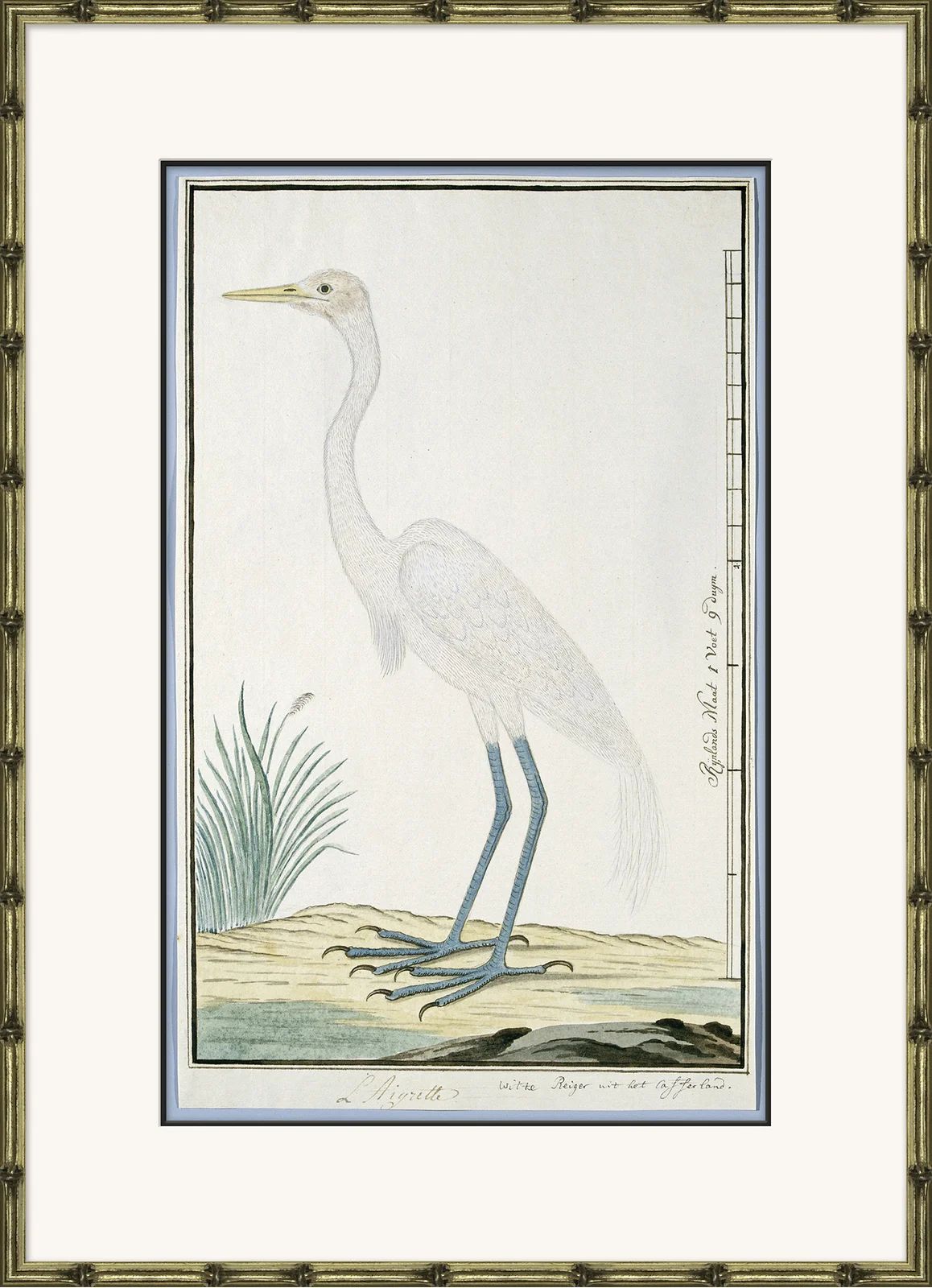 Bird Drawings, Circa 1777 | Wayfair North America