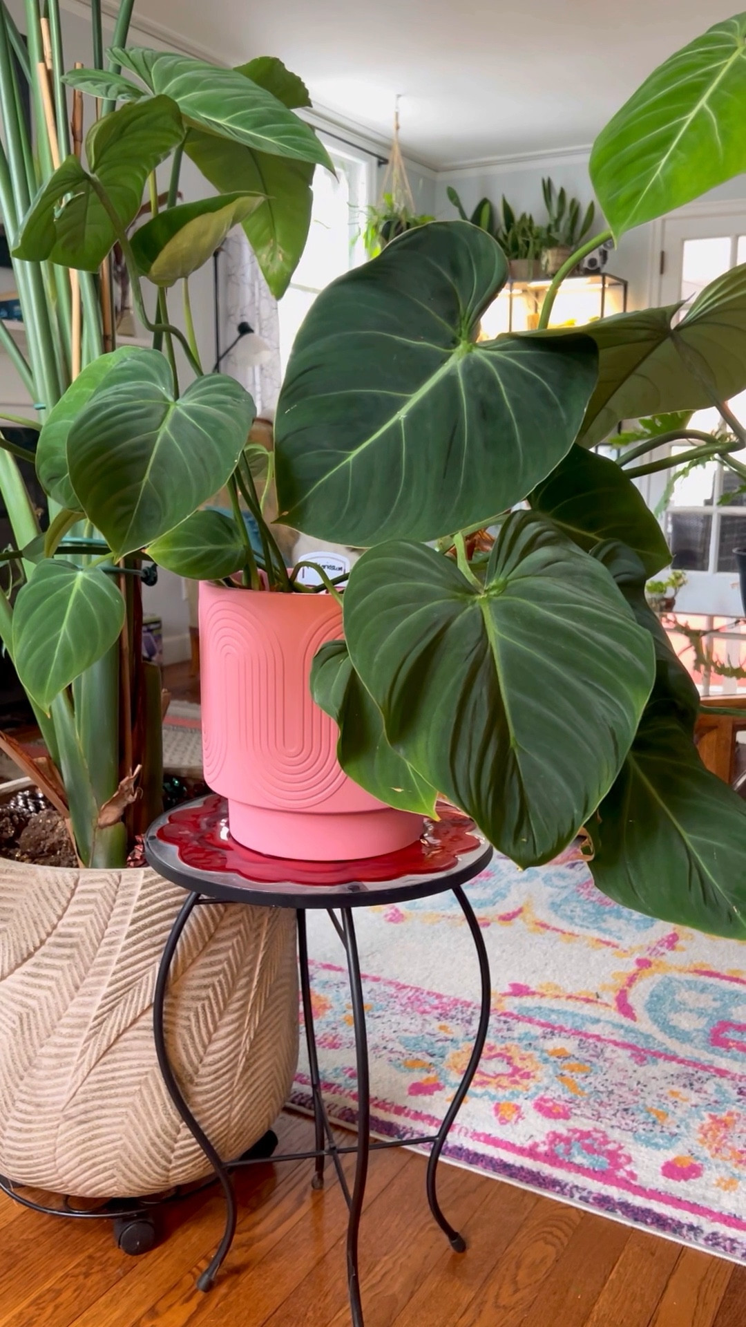 This gorgeous Philodendron Gloriosum is perfect in this gorgeous pink pot! The green and pink POP! 

#LTKstyletip #LTKVideo #LTKhome