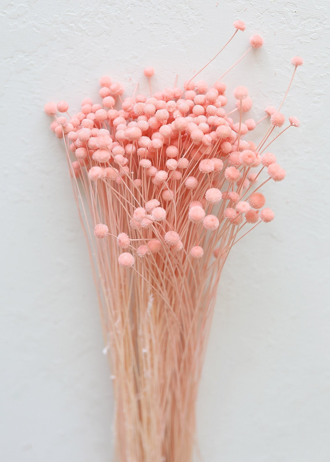 Petite Dried Floral Buttons in Soft Pink - 9-14" Tall | Afloral (US)