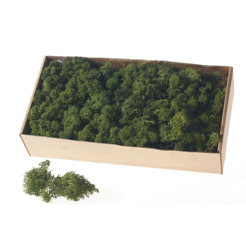 3.5'' Moss Grass | Wayfair North America