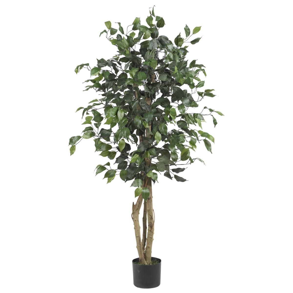 4' Ficus Silk Tree | HSN