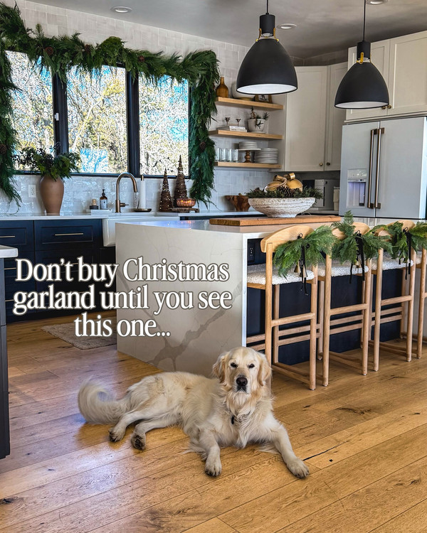 If you’ve followed me through a few Christmases, you’ve seen these Norfolk pine…