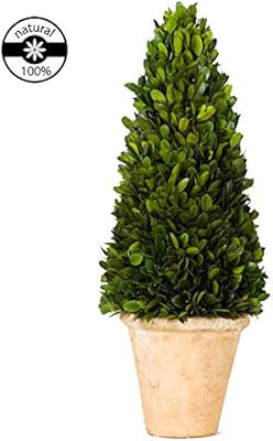 Preserved Boxwood Cone Topiary Original Natural Boxwood Christmas Decor Plant(Cone Tree Topiary, ... | Amazon (US)