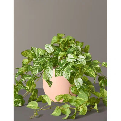 Pothos Plant in Pot | Wayfair North America