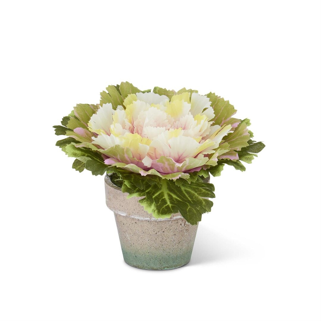 6 Pink Potted Cabbage - Etsy | Etsy (US)