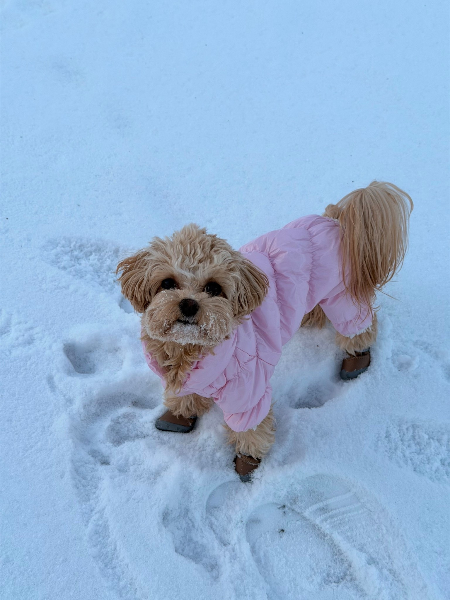 Dog snowsuit + snow boots #pet

#LTKdayinmylife #LTKU #LTKHome