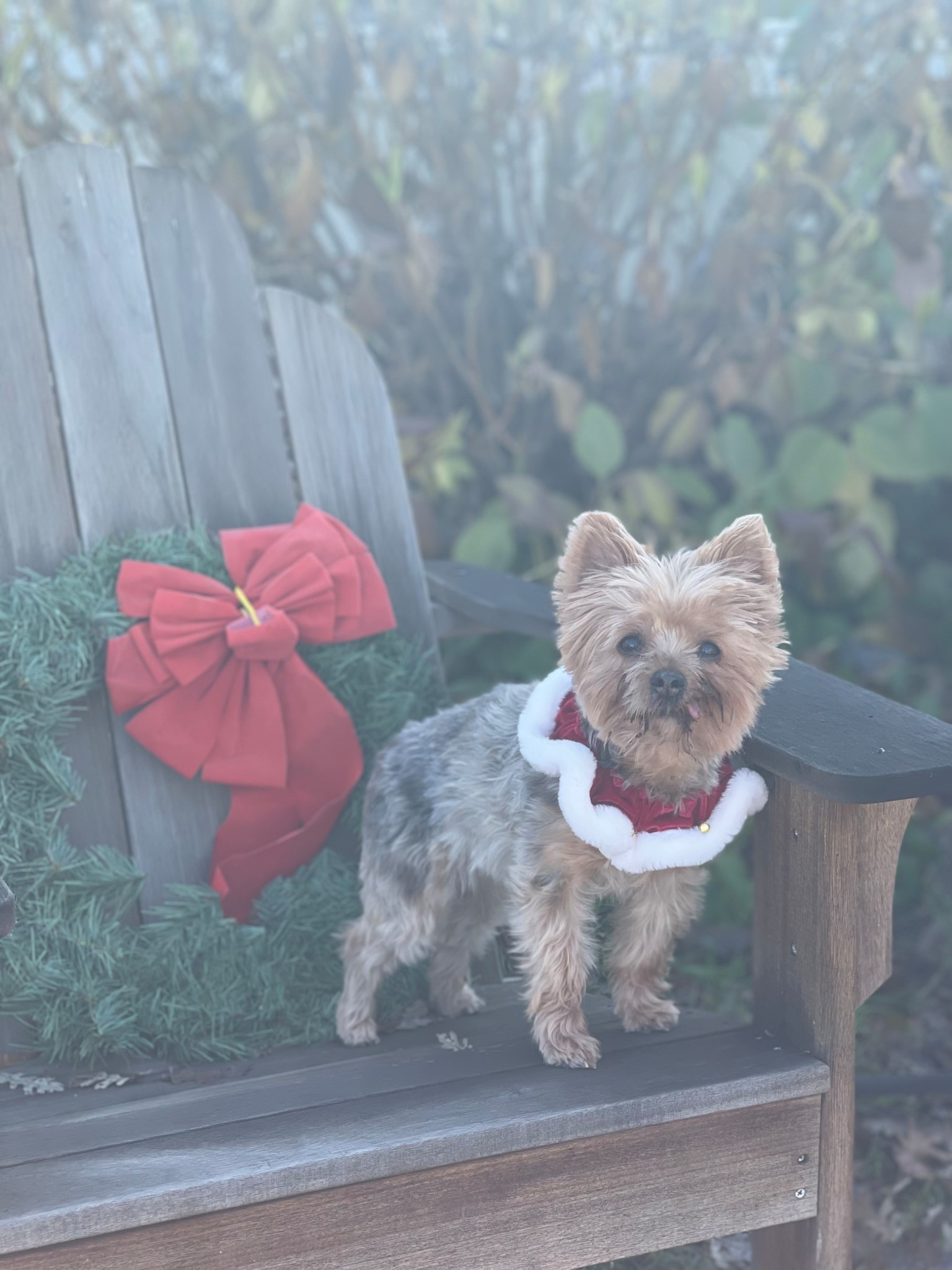 My angel dog Francesca in her Christmas collar with bells ❤️ #ltkpets

#LTKFindsUnder50 #LTKHoliday #LTKGiftGuide