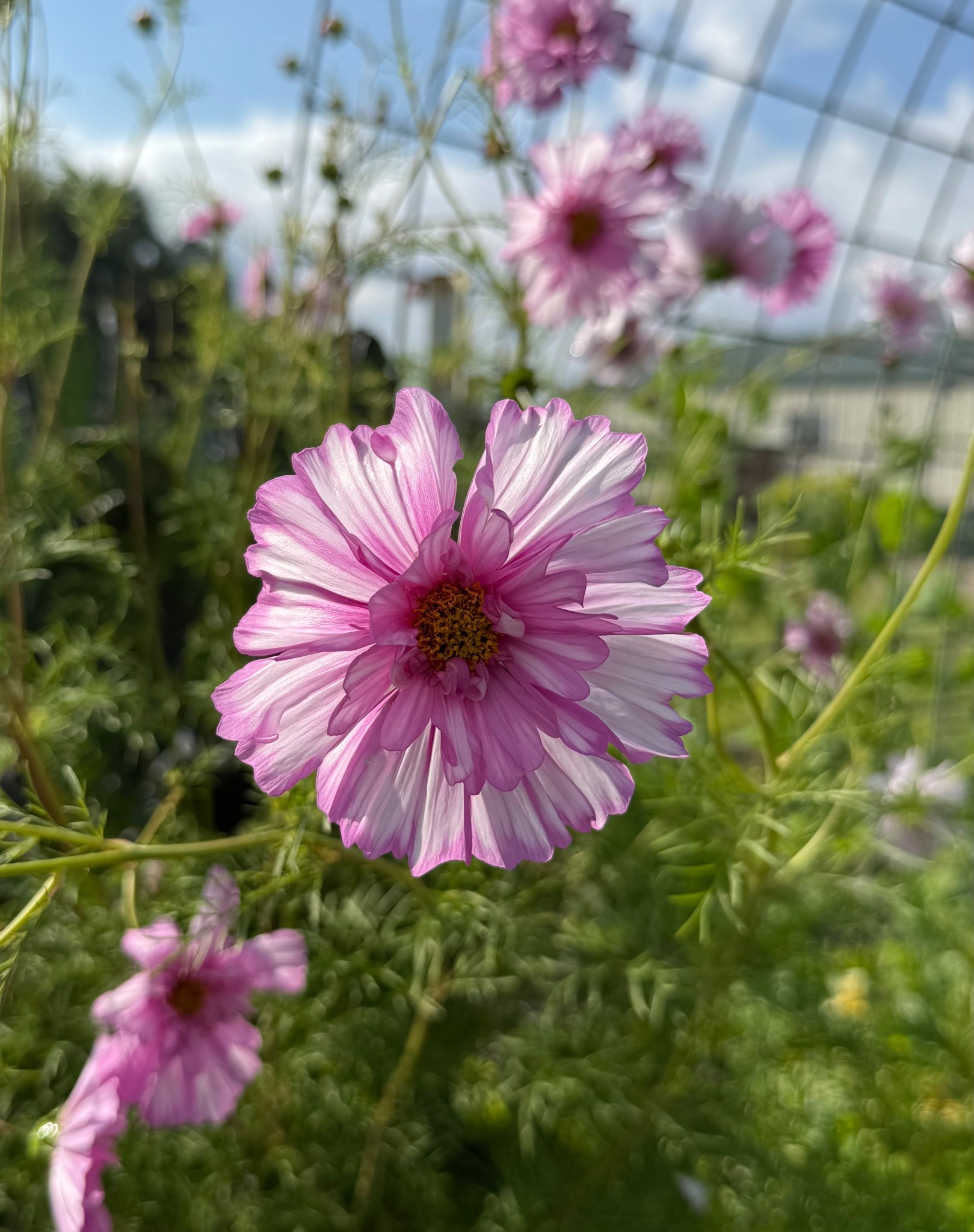 Cosmos are my favorite cut flower to plant in the garden. Double Click Rose Bon Bon