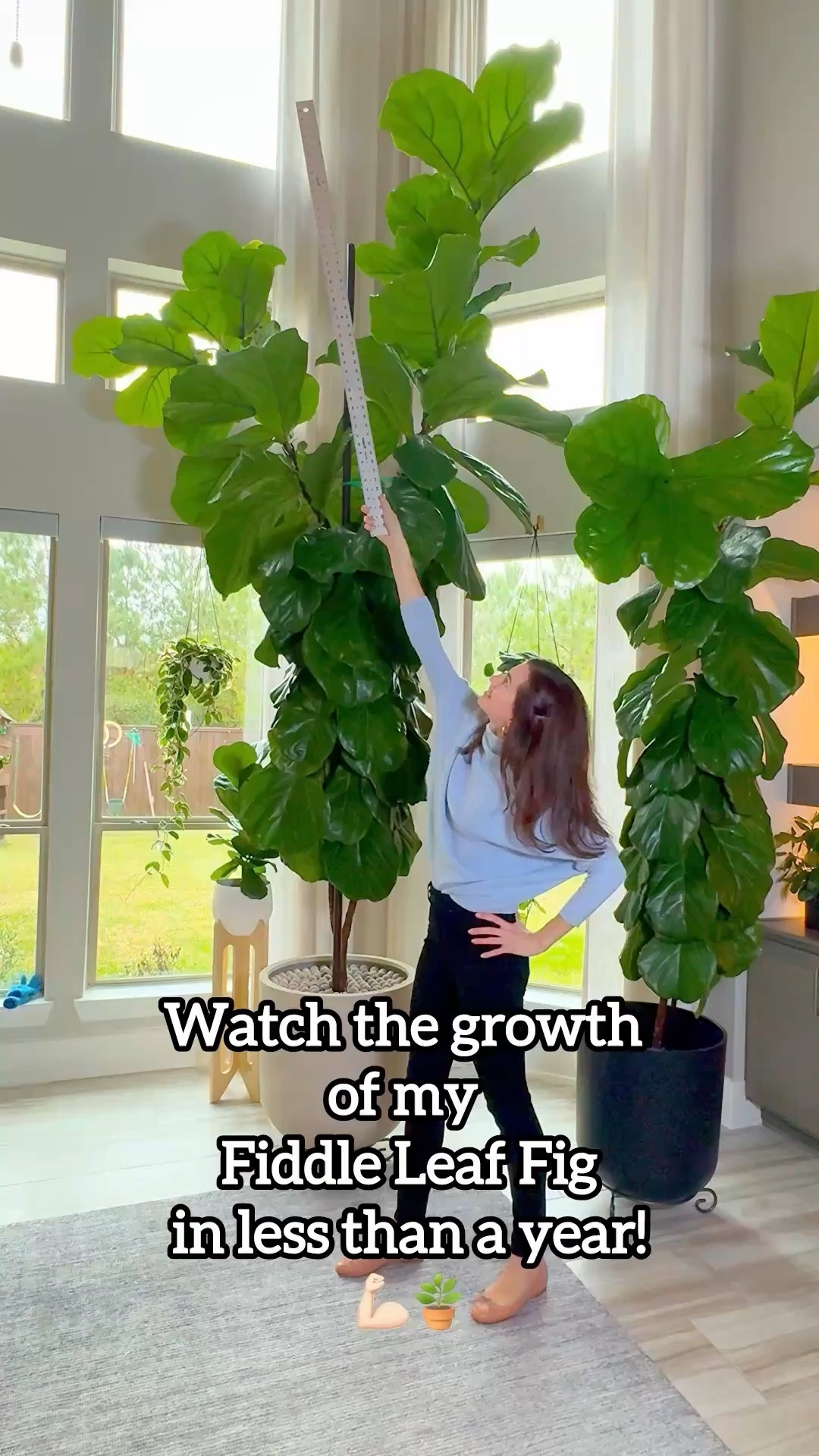My fiddle leaf fig has been on a wild journey this year 🌱✨
Once I gave it a good prune in the spring, it shot up like crazy — and now it’s standing at a full 12 feet tall.
Think you can top it? How tall is your fiddle leaf fig?” 🌿📏

fiddle leaf fig care | pruning fiddle leaf fig | plant growth spurt | indoor plant transformation | tall houseplants

#fiddleleaffig #ficus #plantcare #pruningplants #plantgrowth #houseplantcommunity #indoorjungle #plantreels

#LTKHome #LTKU #LTKdayinmylife