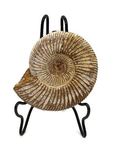 Ammonite Fossil with Stand. Genuine Ammonite from Madagascar. | Amazon (US)
