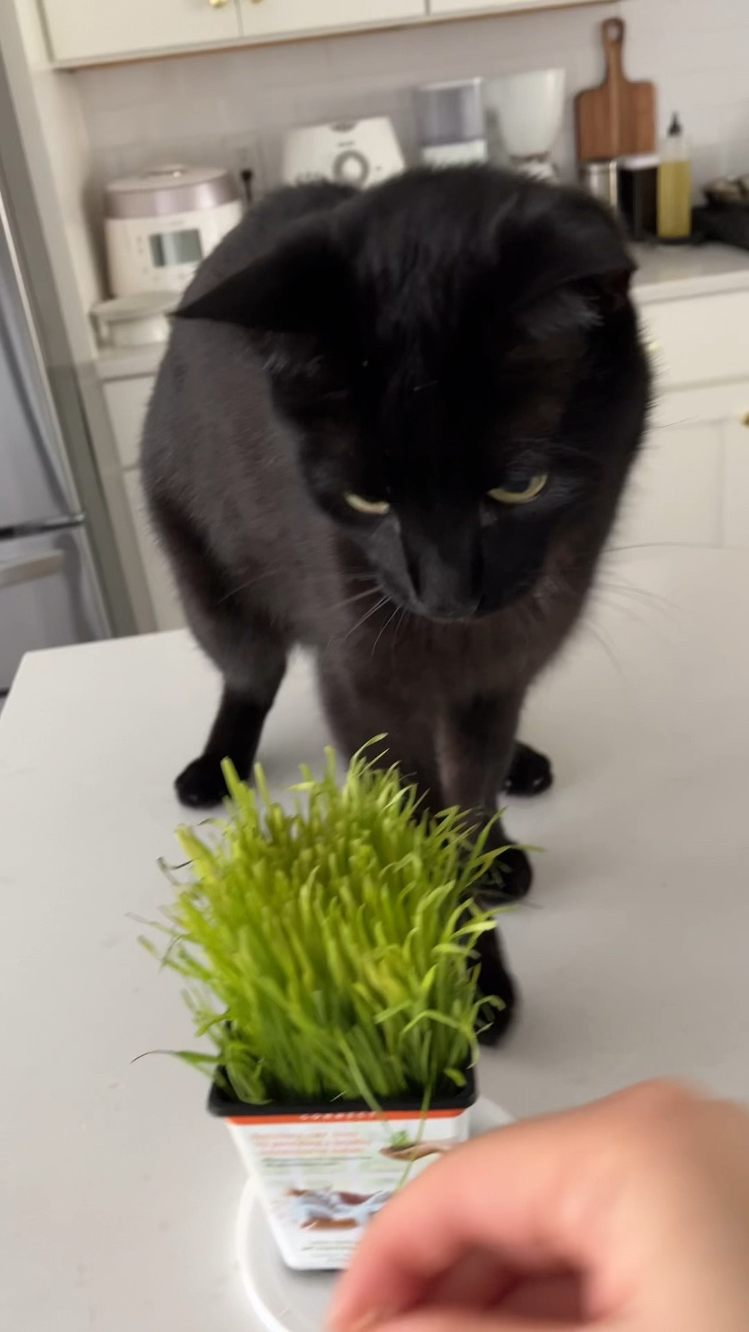 Yummy cat grass for your pets #cat #petcare

#LTKVideo