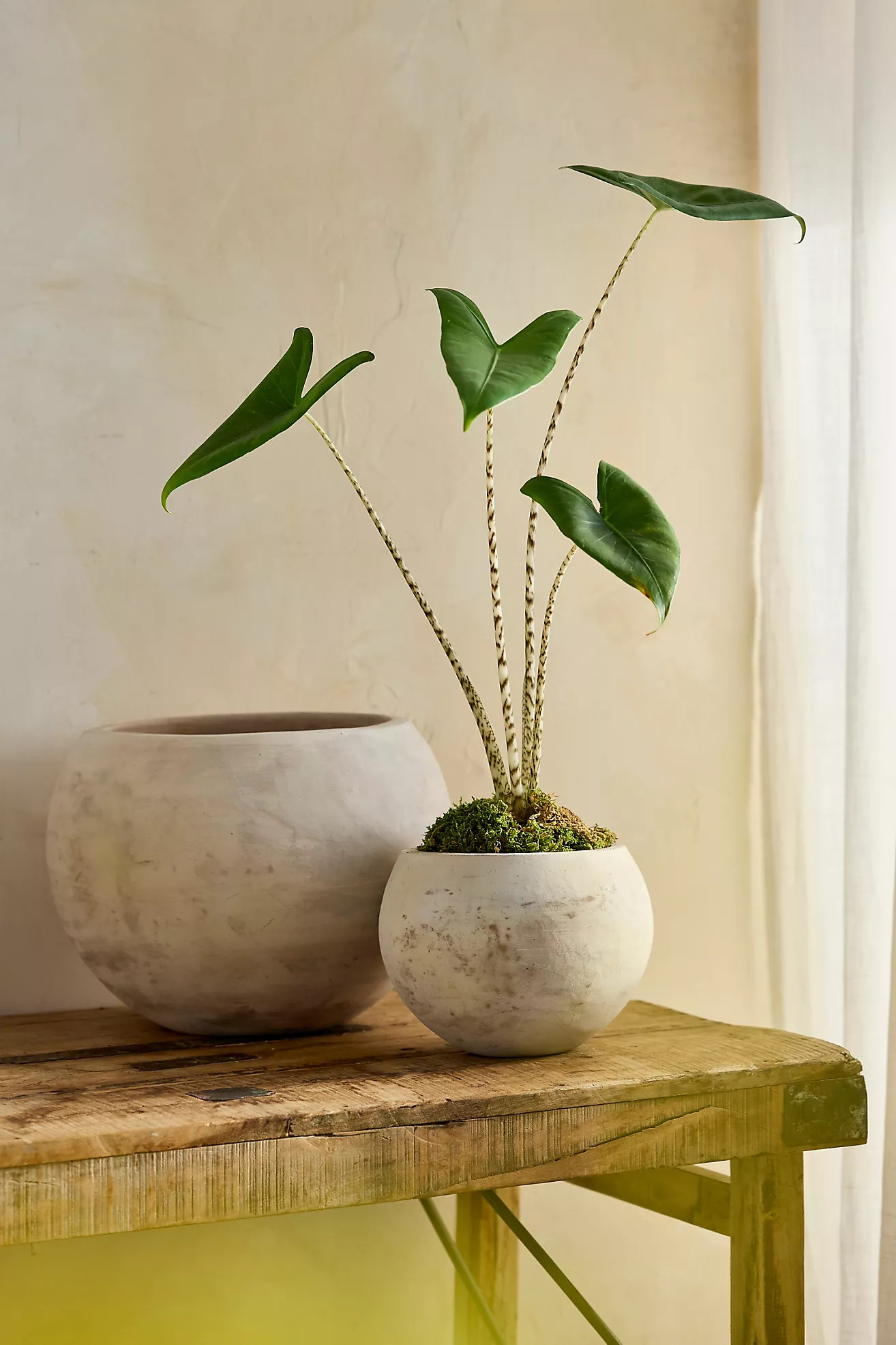 White Terracotta Globe Planter | Terrain