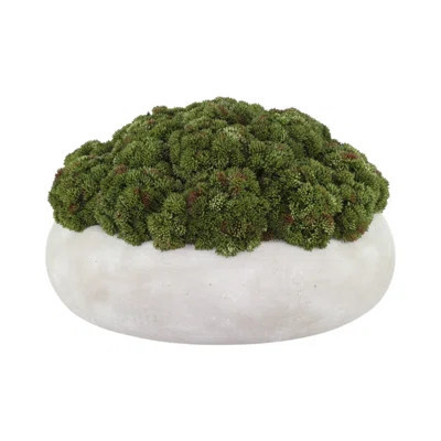 Sedum Arranged in a Stone Planter | Wayfair North America
