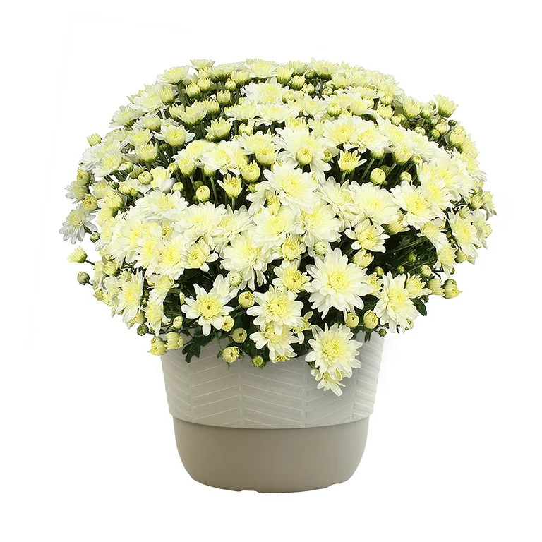 Better Homes & Gardens | Walmart (US)