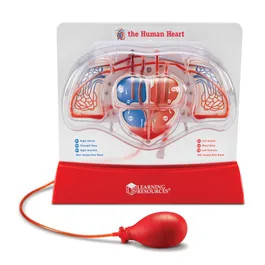 Pumping Heart Model | Learning Resources - (US)