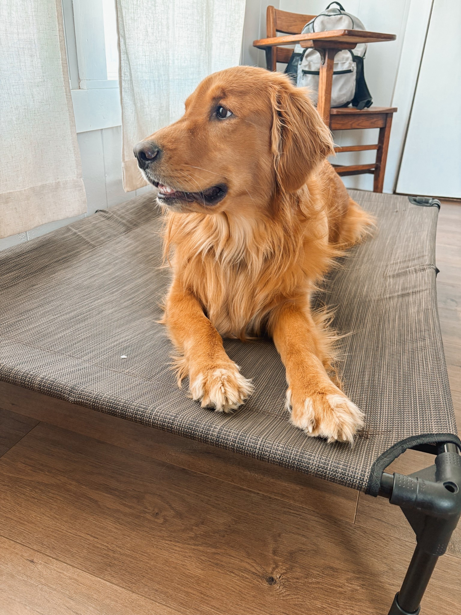 This XL elevated dog bed from Amazon is plenty big for my golden retriever!🐶

#LTKPets #LTKOver40 #LTKHome