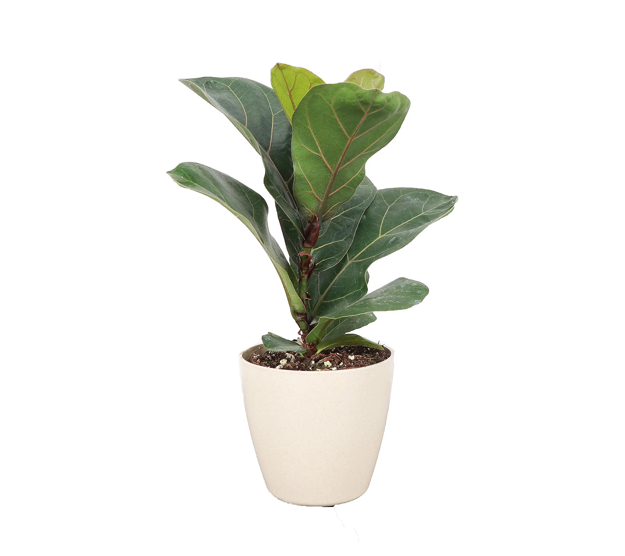 Thorsen's Greenhouse 4"" Fiddle Leaf Fig, Biodeg adable Pot | QVC