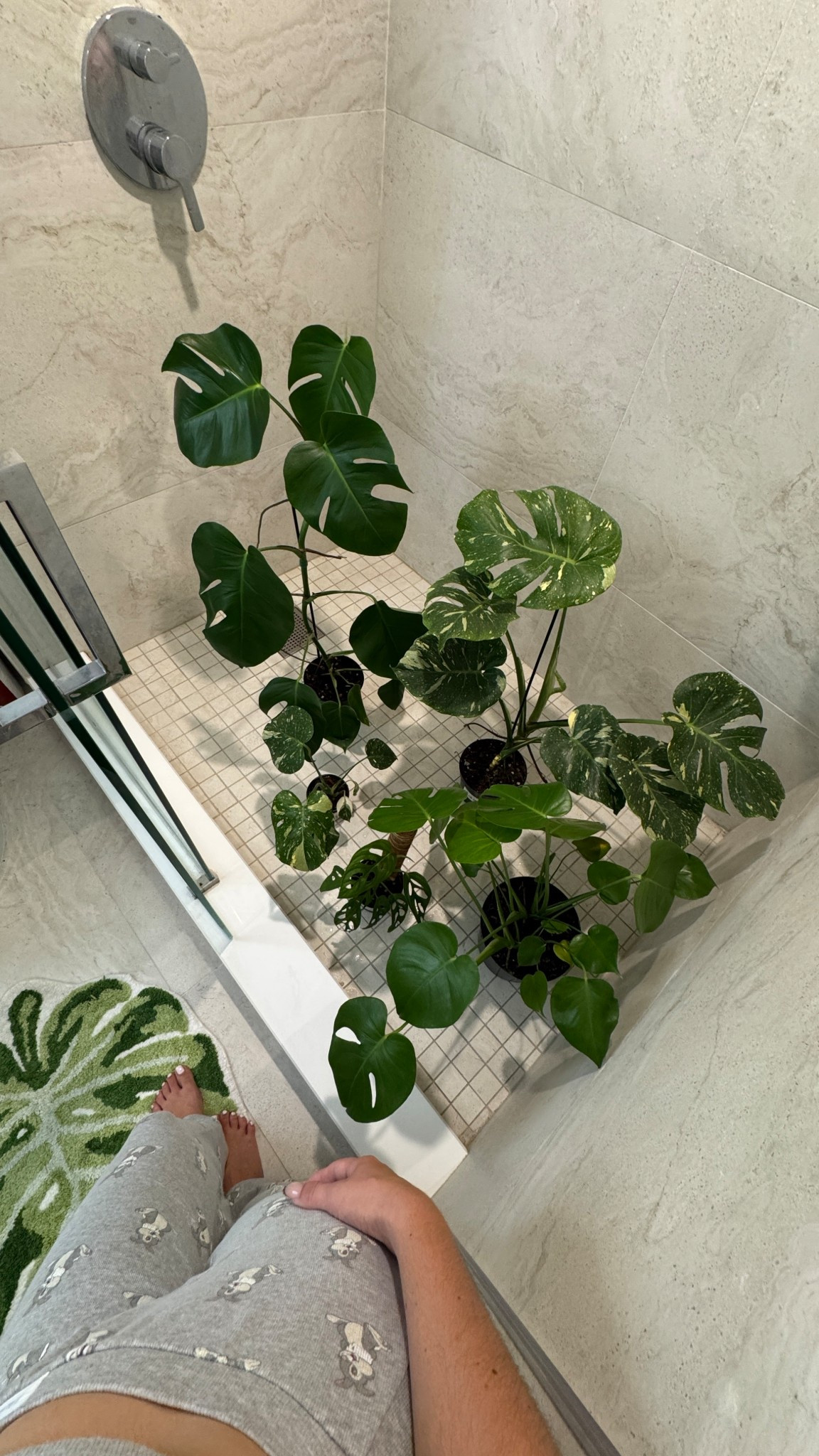 Monstera Rug

#LTKFindsUnder50 #LTKHome