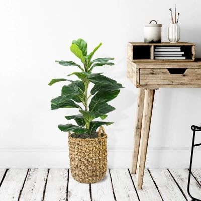 30-inch Fig Plant in a handle basket, Green | Ashley Homestore