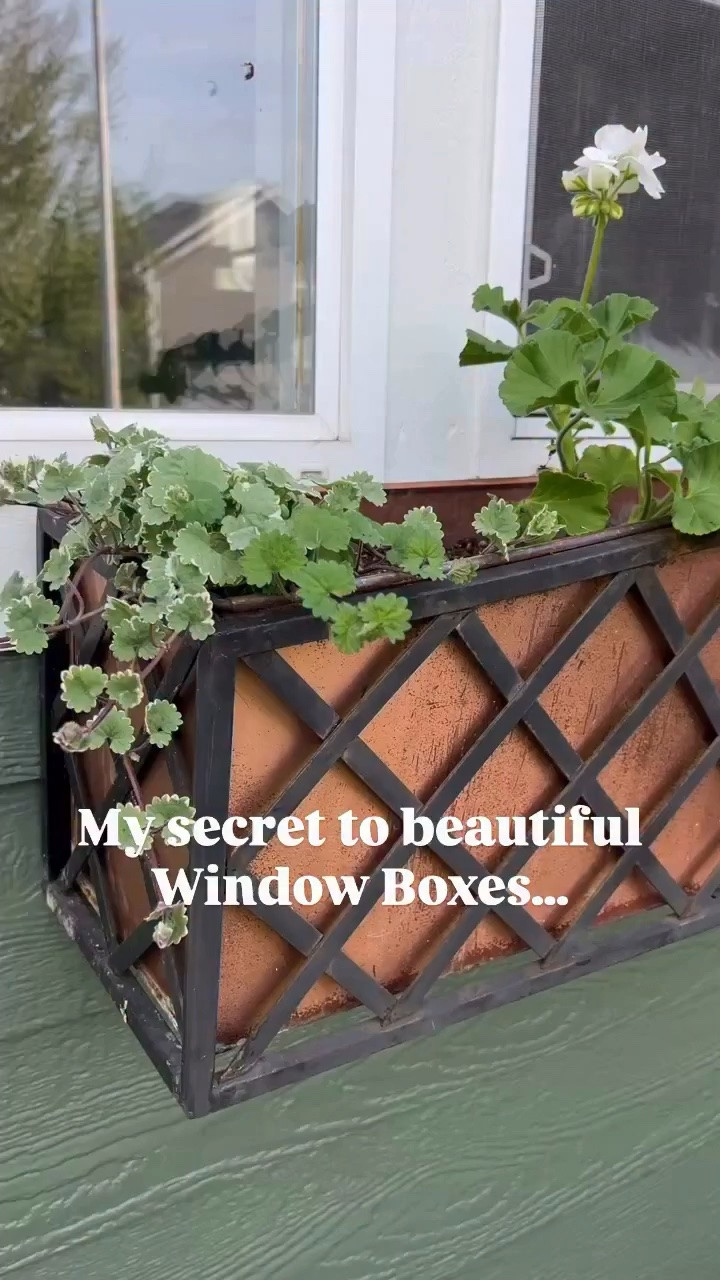 WEEKENDS IN THE GARDEN🌸

My secret to GORGEOUS window boxes 🌸 

Comment SHOP for similar window boxes! 

These window boxes are my favorite thing in the front of my house! They have become my garden signature🏡👩🏼‍🌾

Here are my tips to creating STUNNING planters to take you all the way through Summer!

1. You need:
- a thriller (geraniums)
- a filler ( potato vine)
- a spiller (bacopa)

2. Deadhead daily! Removing spent blooms and
their stems. This forces the plant to put the energy back into other blooms!

3. Water daily!

4. Feed with Miracle grow once a week

#gardening #windowboxes #greenthumb #midlife #coastalgarden