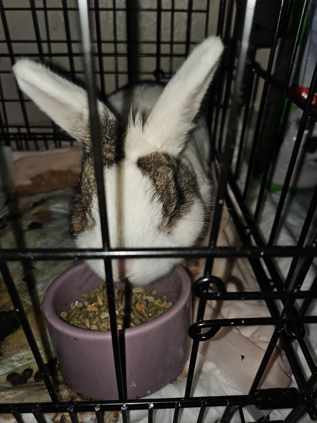 Kaytee Forti-Diet Pro Health Pet Hamster & Gerbil Food, 3 Pound | Amazon (US)