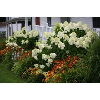 PROVEN WINNERS 1 Gal. Limelight Hardy Hydrangea (Paniculata) Live Shrub, Green to Pink Flowers HY... | The Home Depot