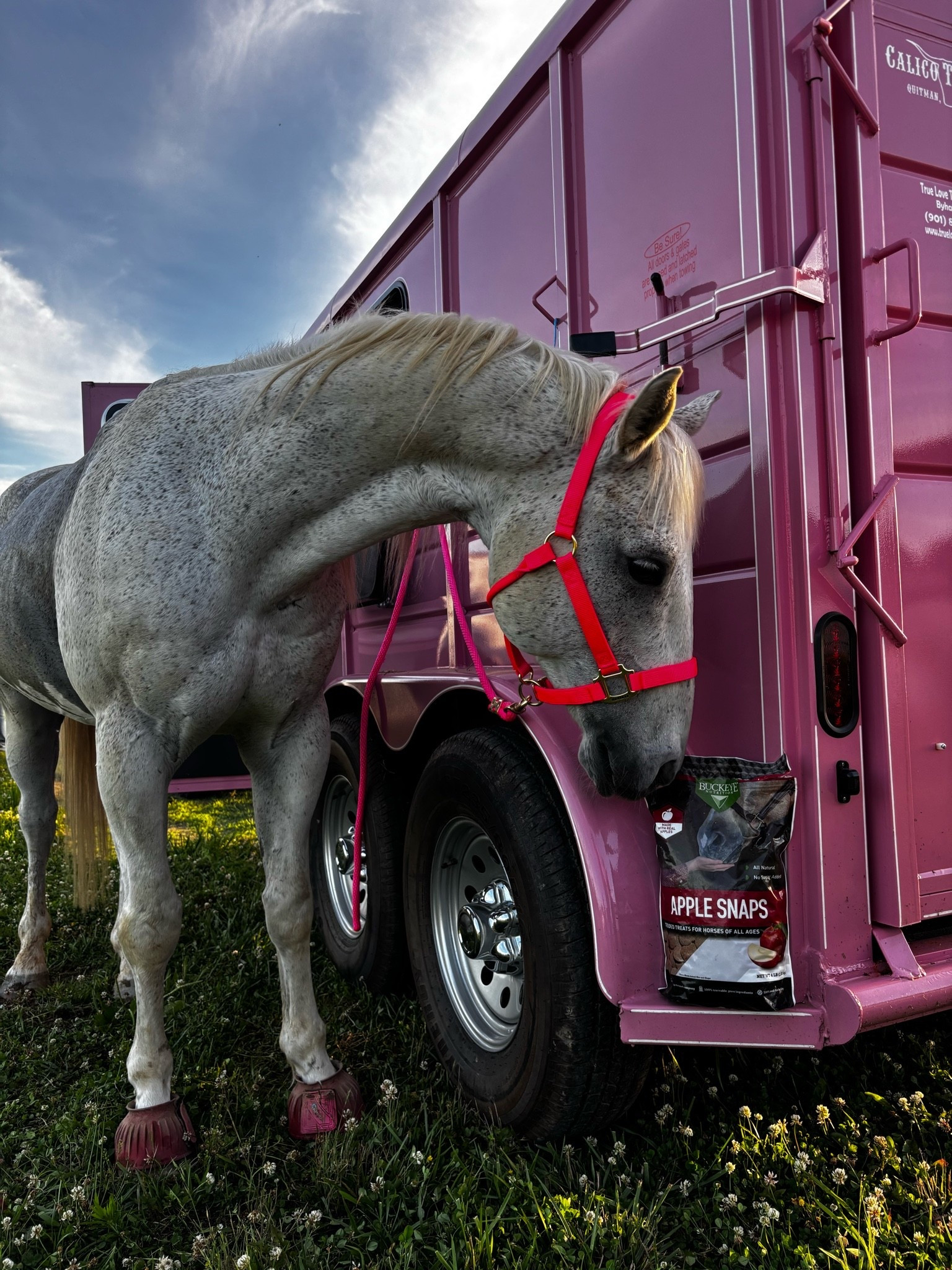 Good boy Roman and our fav buckeye apple snaps! Also the new Fellowcould pink trailer made its debut tonight 😍🩷

#LTKselfcare #LTKstorytime #LTKU