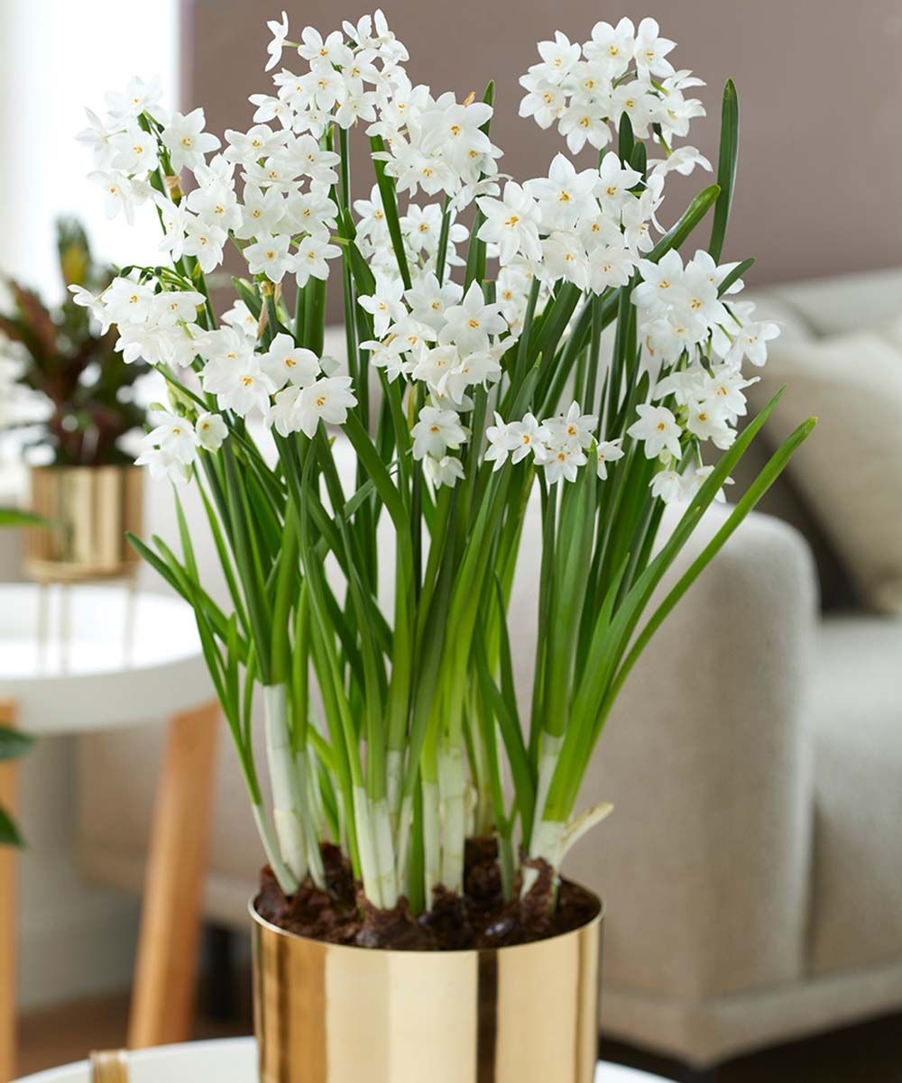 Van Zyverden Plant Bulbs White - Pre-Planted Paperwhite Inbal & Brass-Finish Planter | Zulily