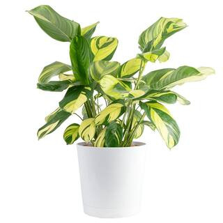 Costa Farms Grower's Choice Calathea Indoor Plant in 10 in. Decor Planter, Avg. Shipping Height 2... | The Home Depot