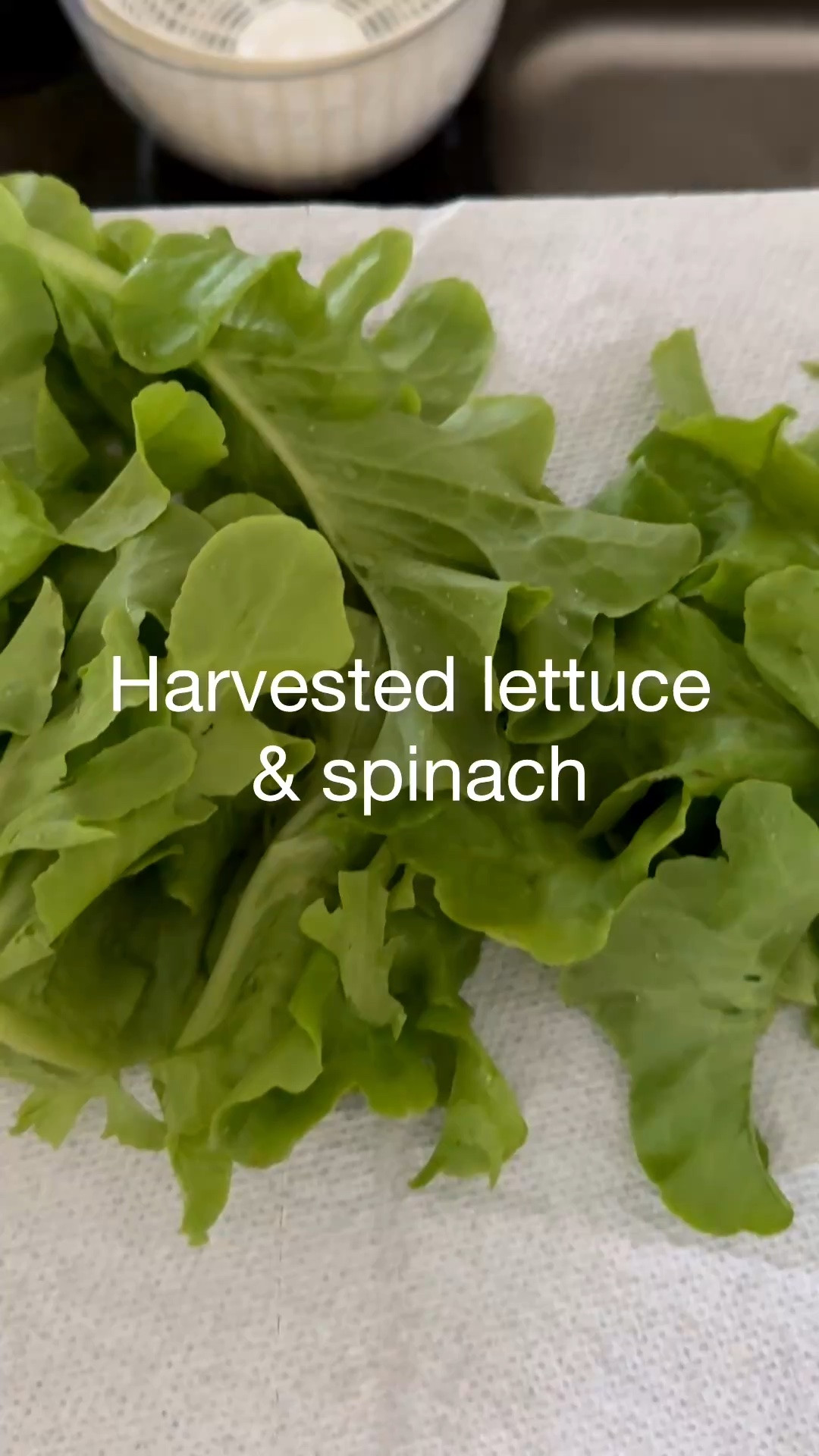 Today is a good day to harvest some lettuce and spinach.

#LTKHome #LTKSeasonal
