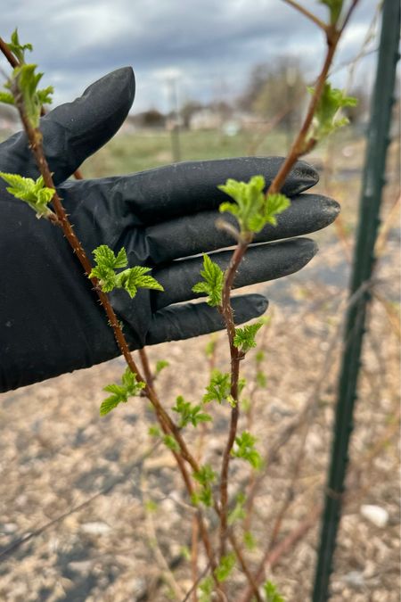 Live bushes and plants — berry 



#LTKhome #LTKfamily #LTKSeasonal