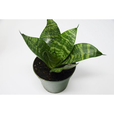 Snake Plant in Pot (Sansevieria) 'Black Robusta' / 4"" Pot / Live Plant | Walmart (US)