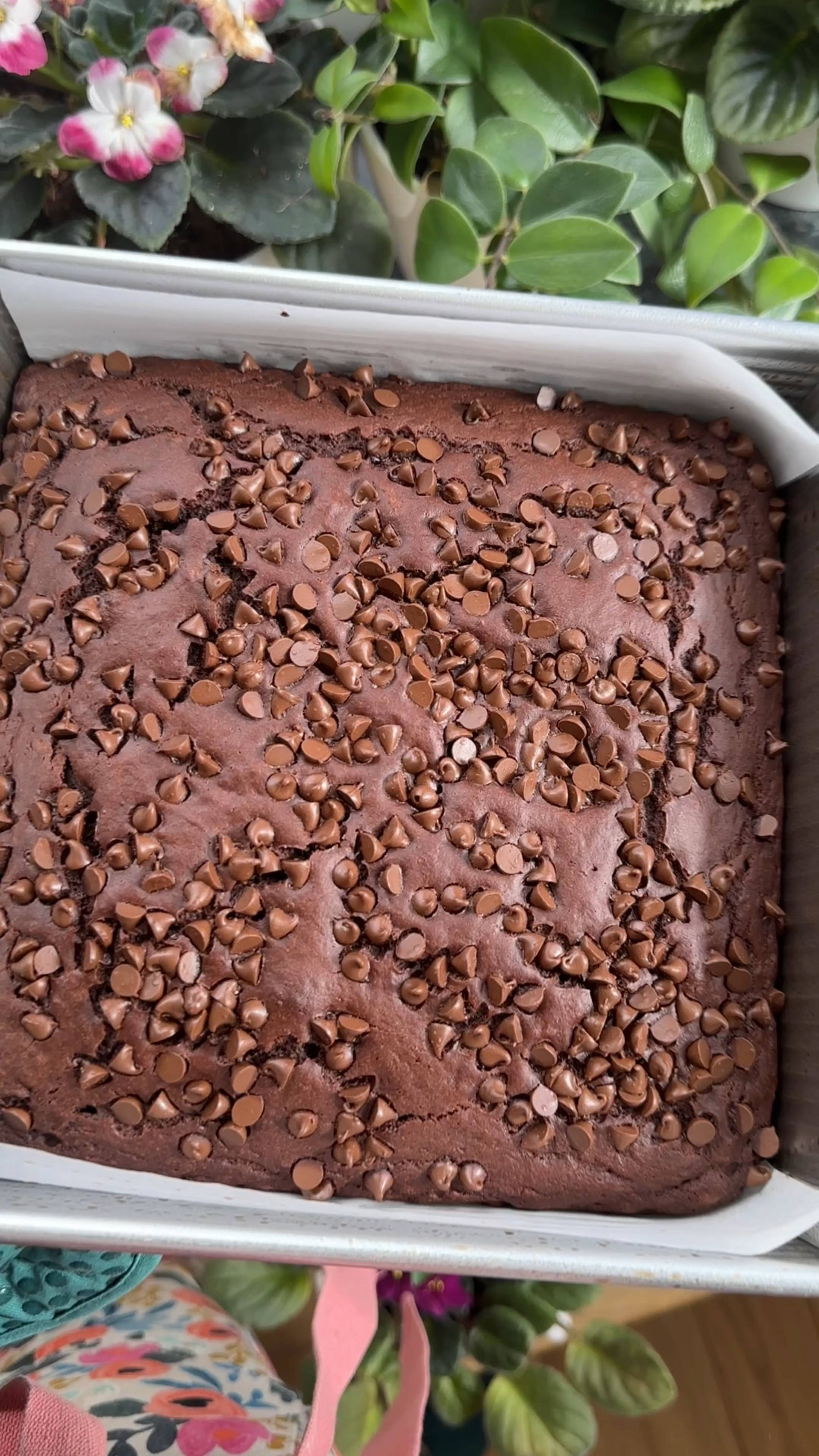 Chocolate Snack Cake gold

#LTKFamily #LTKHome #LTKBaby