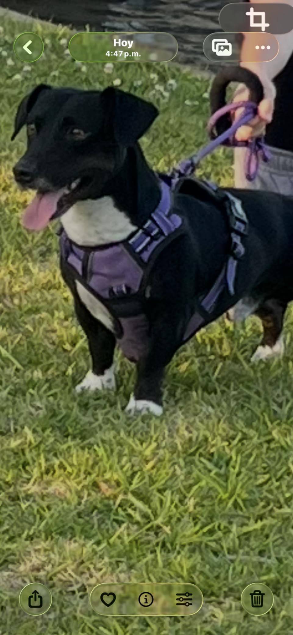 IVY&LANE No Pull Dog Harness for Medium Dogs, Dog Vest Harness with Leash, Safety Belt and Storag... | Amazon (US)
