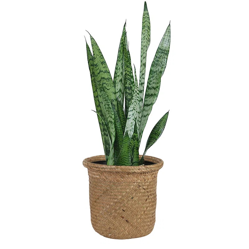 24" Live Snake Plant in Basket | Wayfair North America