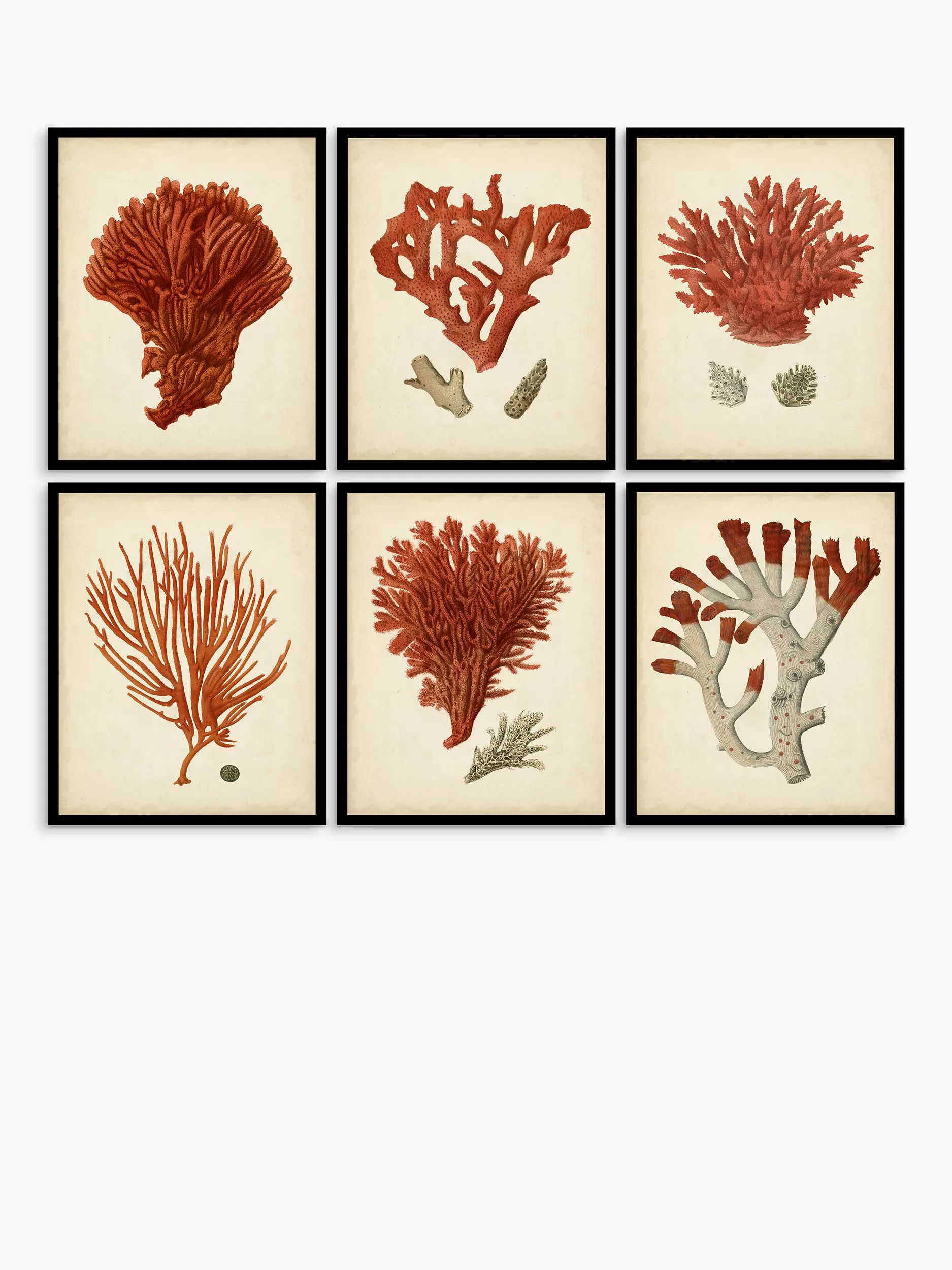 John Lewis 'Red Coral' Framed Print & Mount, Set of 6, 32 x 26cm, Red | John Lewis (UK)
