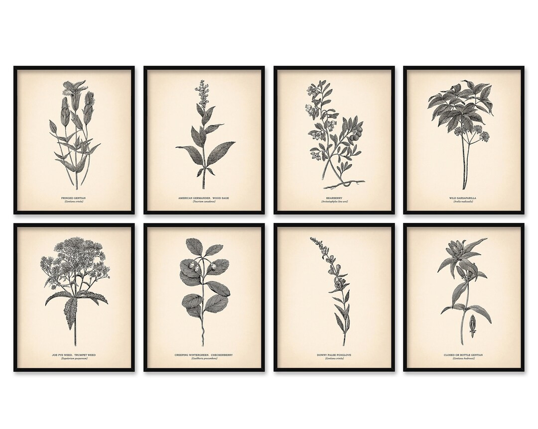 8x10'' Vintage Botanical Prints Set of 8 Botanical Poster Wildflower Botanical Print Flower Print... | Etsy (UK)