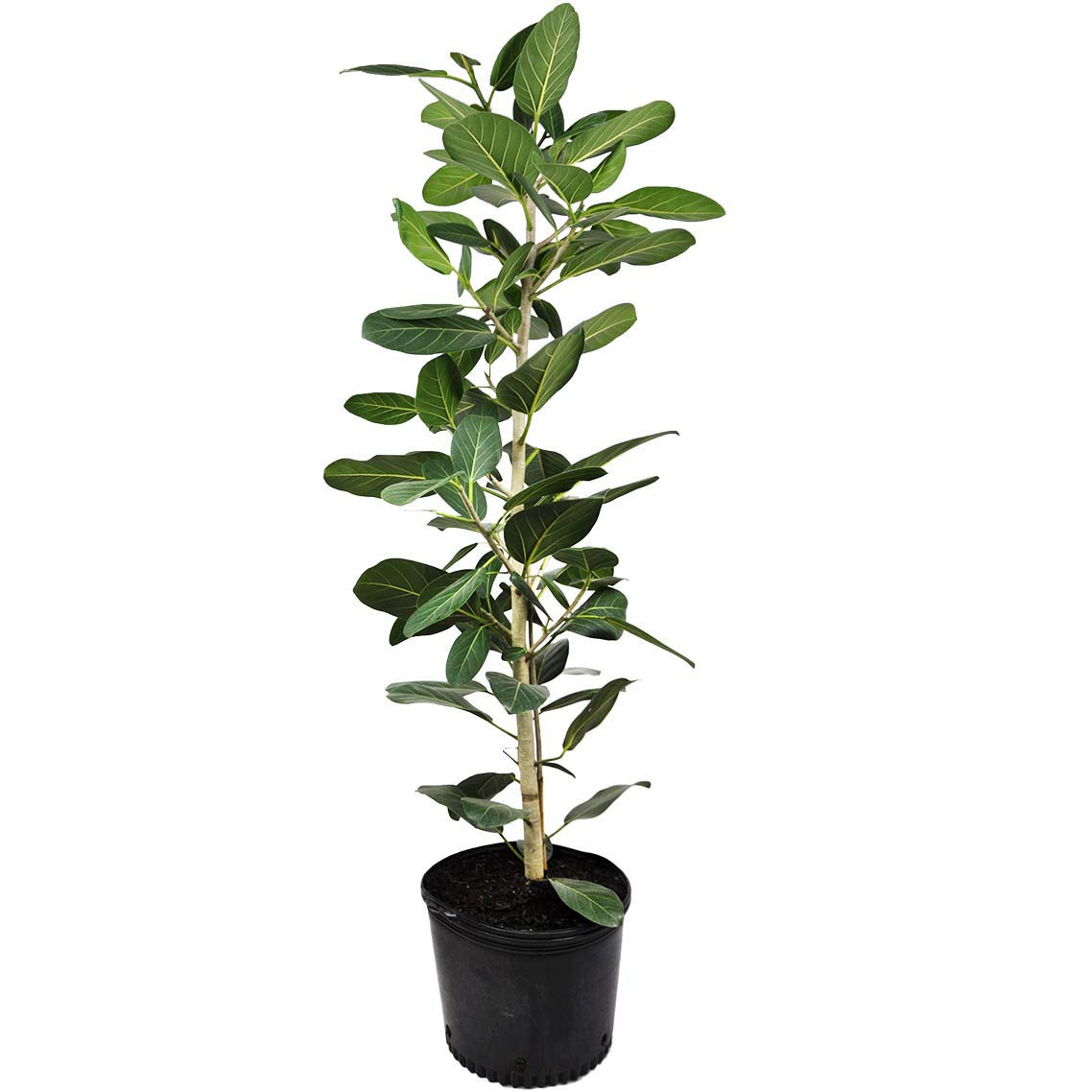 Ficus Audrey Column - Live Plant in a 10 Inch Pot - Ficus Benghalensis - Beautiful Ornamental Interi | Amazon (US)