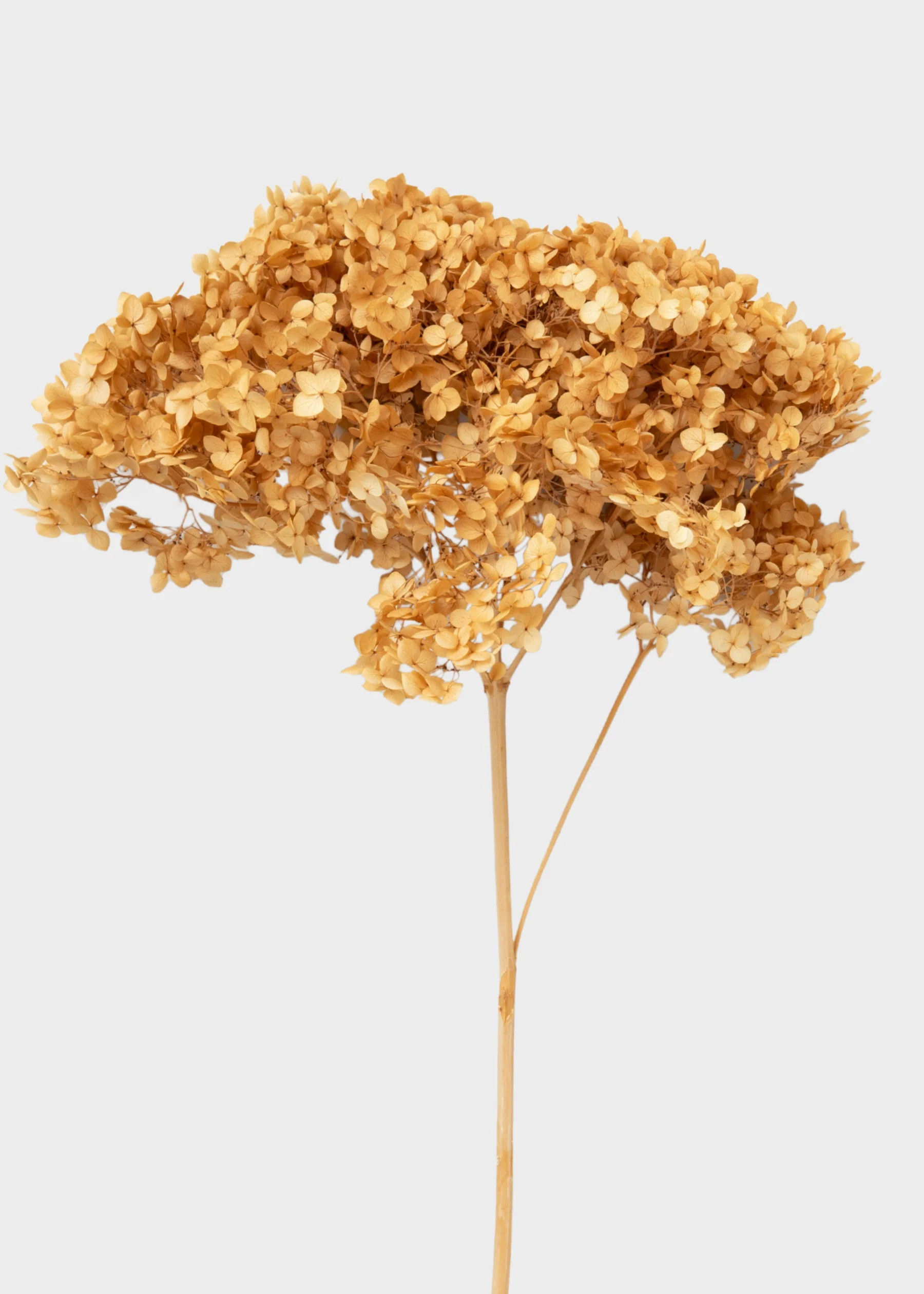 Natural Beige Dried Hydrangea Flower Stem | Afloral