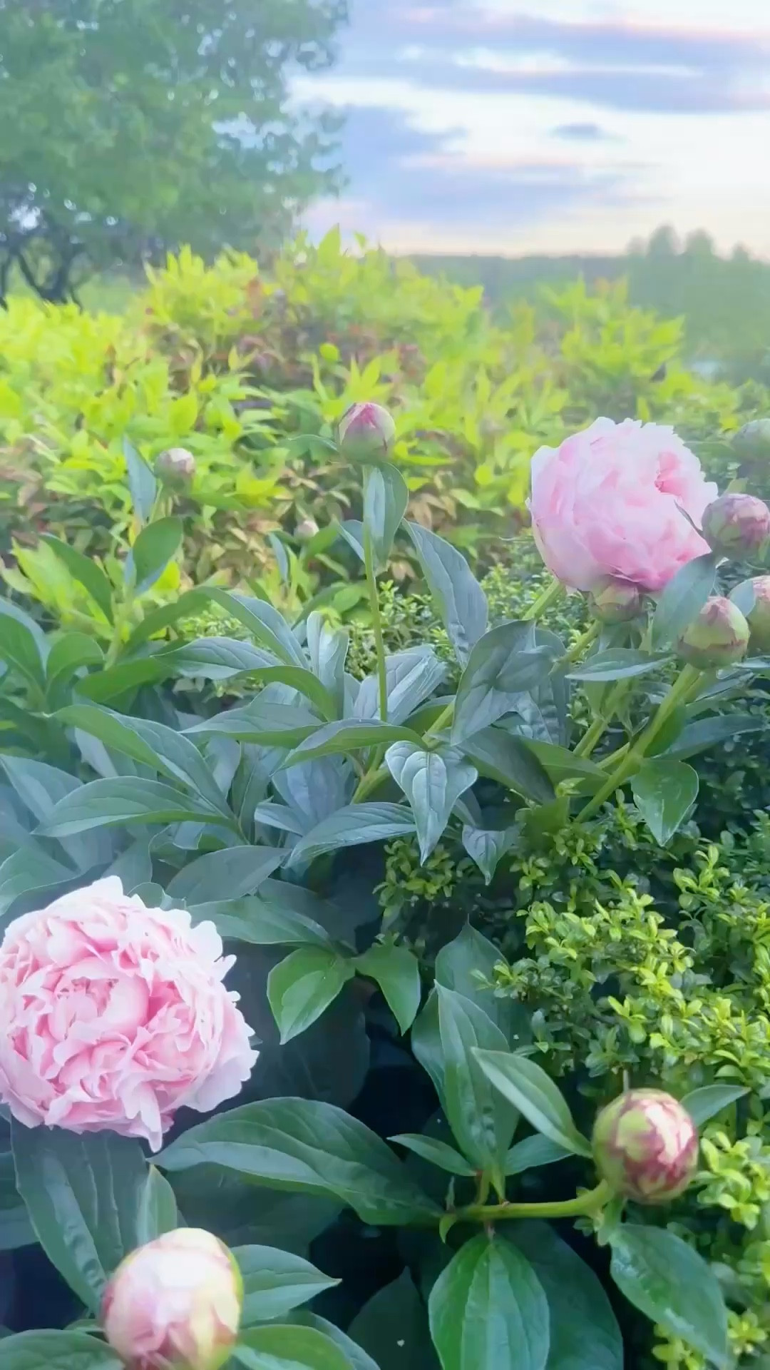 this place is an absolute  d r e a m  c o m e  t r u e 🌸🚜💝🌳🪷