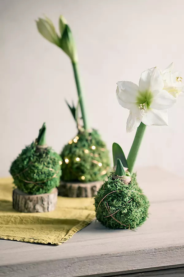 Moss Wrapped Amaryllis Bulb | Terrain