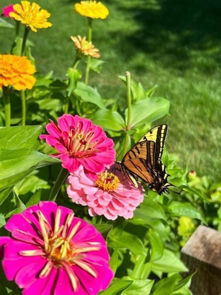 Do you want to easily grow a colorful and beautiful garden this year? I've got your back! This is how my zinnias turned out last year - I linked the seeds that I used. It was seriously so easy!


#LTKfindsunder50 #LTKfindsunder100