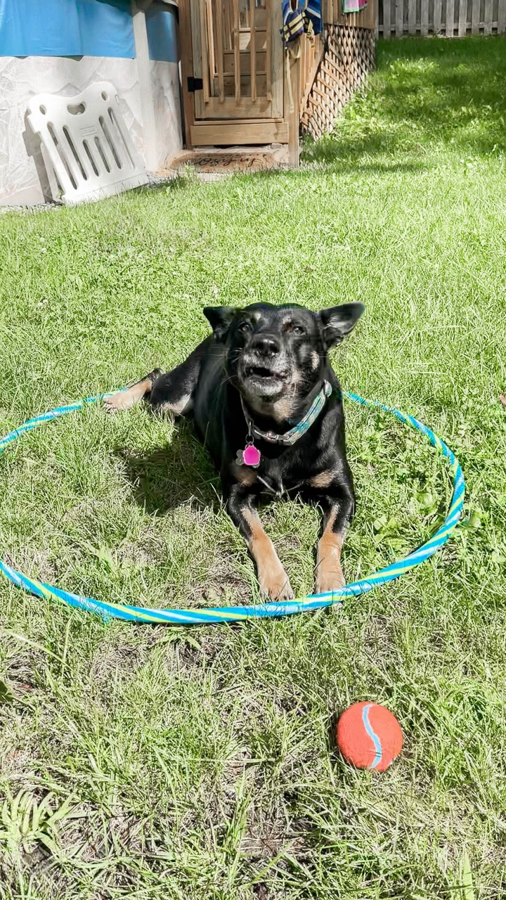 #ad ready for warm days spent in the backyard ☀️ .. but first we have some major clean up to do! between the heat and rain, the weeds have been growing like crazy 😱 and well admittedly we haven’t done much about it 😅 that all changes today! We grabbed @justspruceit from our local Target and got to work! After just one hour we could already see visible results 👏🏻 The Power Wand makes it easy to just point and spray tackling areas big and small! We have a few more spots to do in the yard and then we’ll be ready to play all summer long 🤗

Spruce Weed & Grass Killer is safe for use around people, pets, and bees, when used as directed! Save now at your local Target and get back to having fun in your yard! 🐾 #sprucepartner 

✨ comment PUP and I’ll dm you a link to shop! 🌱 #backyardcleanup #yardcleanup #dogmom