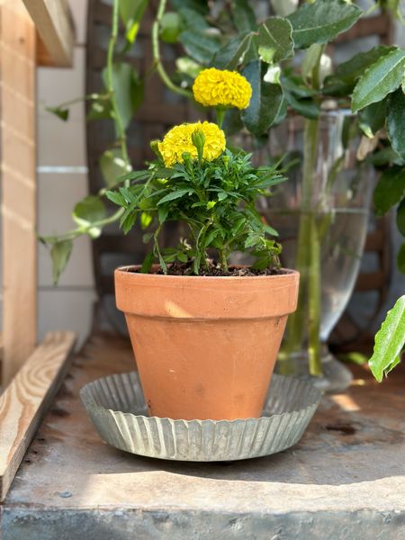 This cute little galvanized tray is perfect to keep all of my surfaces dry when watering my plants in terra cotta pots! #gardening #terracotta #walmartfinds

#LTKSeasonal #LTKHome