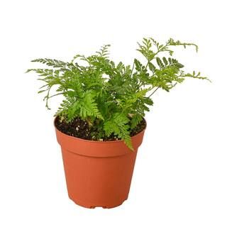 Rabbit's Foot Fern (Davallia fejeensis) Plant in 4 in. Grower Pot 4_FERN_RABBIT.FOOT - The Home D... | The Home Depot
