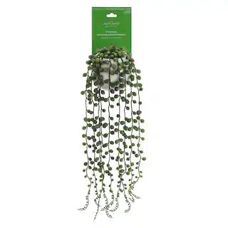 22.5" String of Pearls in Wall-Mounted Ceramic Pot by Ashland® | Michaels | Michaels Stores