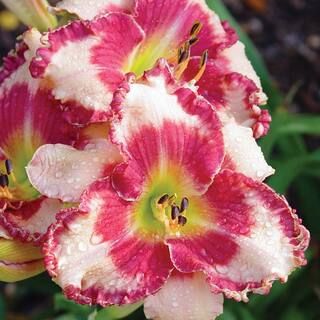 Spring Hill Nurseries Dare to Love Daylily Hemerocallis, Live Bareroot Perennial Plant in White F... | The Home Depot