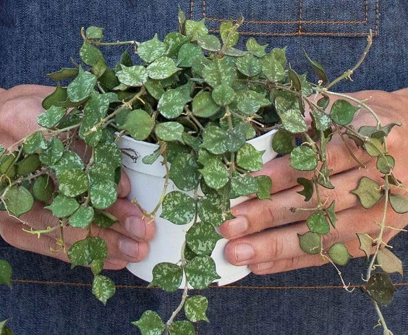 Fresh and Beautiful Hoya 'Curtisii' Live Plant in 4” inches Sturdy Pot | Walmart (US)